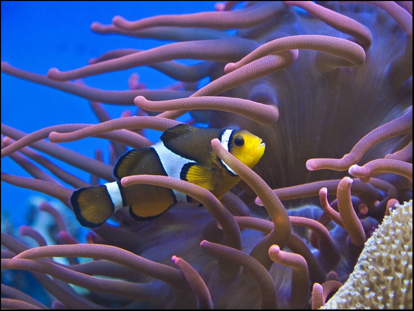 Nemo gefunden