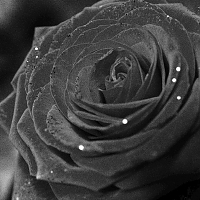 black Rose